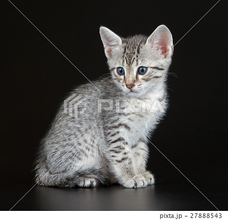 Cute Egyptian Mau Little Kitten 27888543