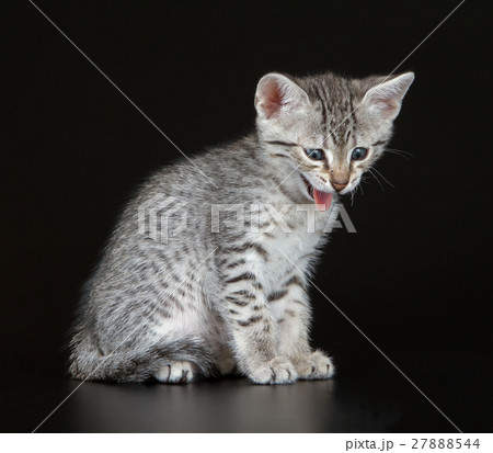 Cute Egyptian Mau Little Kitten 27888544
