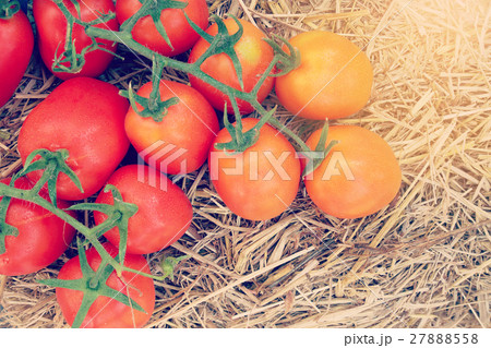 A bunch of tomatoes on a pile of straw A bunch of tomatoes on a pile of straw 27888558