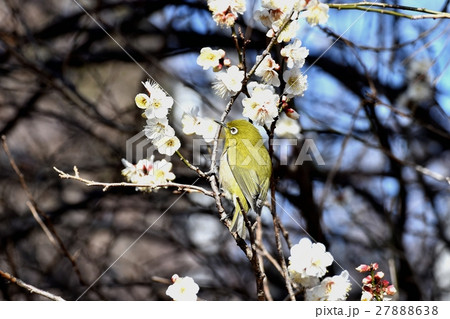 仙川に隣接する公園の白梅に枝にとまるメジロ 仙川に隣接する公園の白梅に枝にとまるメジロ 27888638