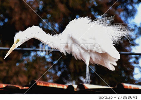 仙川に隣接した建物の屋根強風に耐えるダイサギ 仙川に隣接した建物の屋根強風に耐えるダイサギ 27888641