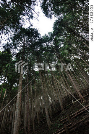 植林 植林 27888655