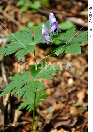 ヤマトリカブト ヤマトリカブト 27888660