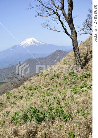 富士山とバイケイソウ若葉 27888680