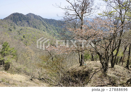 サクラ咲く新緑の山地 27888696