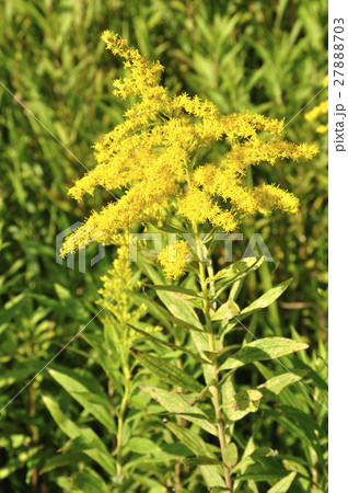 セイタカアワダチソウ 27888703