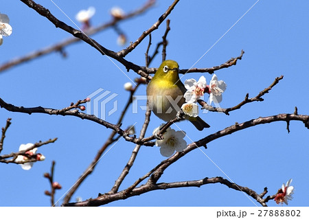 仙川遊歩道の白梅とメジロ 27888802