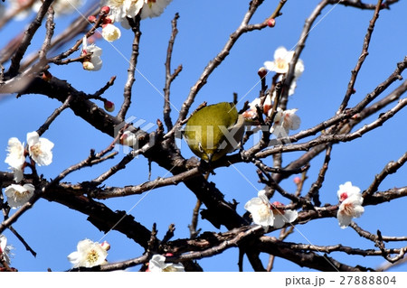 仙川遊歩道の白梅とメジロ 27888804