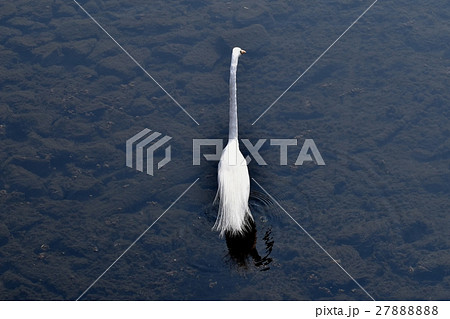 仙川の浅瀬に立つダイサギ 27888888