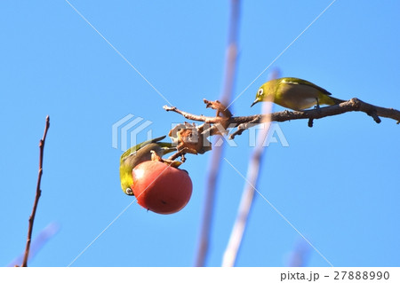 柿木に2羽のメジロ 柿木に2羽のメジロ 27888990