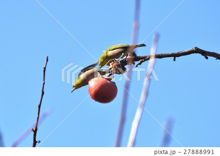 柿木に2羽のメジロ 柿木に2羽のメジロ 27888991