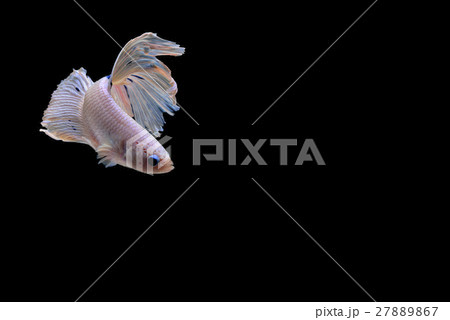 Siamese fighting fish background 27889867