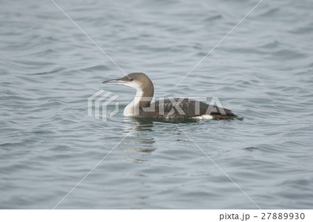 オオハム(大波武) 27889930