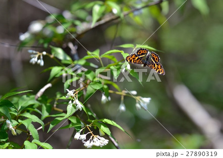 サカハチチョウ ミツバウツギで吸蜜 サカハチチョウ ミツバウツギで吸蜜 27890319
