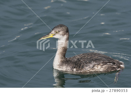 アカエリカイツブリ アカエリカイツブリ 27890353