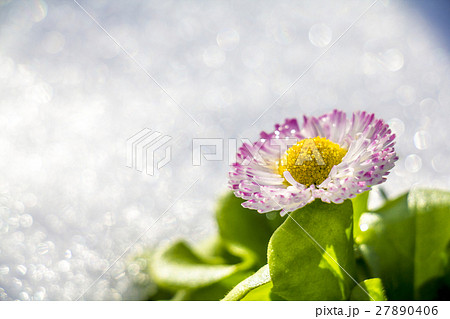 花　デージー　　 27890406