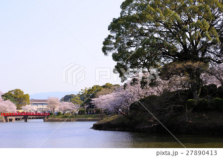 甘木公園の桜 27890413