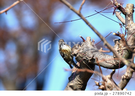 東京三鷹の野鳥 三鷹中原の枯れ木をつつきながらもカメラが気になるコゲラ 27890742
