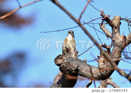 東京三鷹の野鳥 三鷹中原の枯木の上に立つコゲラ 東京三鷹の野鳥 三鷹中原の枯木の上に立つコゲラ 27890745