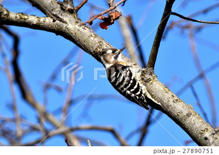 東京三鷹の野鳥 三鷹中原の枯れ木にとまるコゲラ 東京三鷹の野鳥 三鷹中原の枯れ木にとまるコゲラ 27890751
