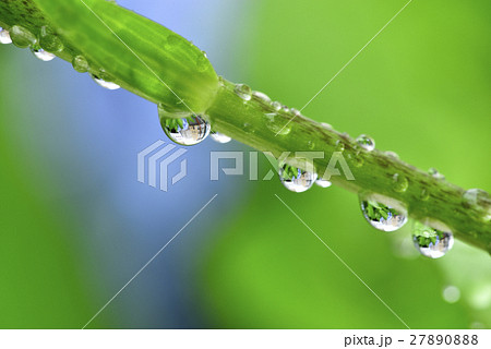 雫の中の街 27890888