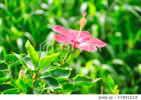 ハイビスカス 27891018