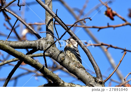 東京三鷹の野鳥 三鷹中原で木から木へと動き回るコゲラ 27891040