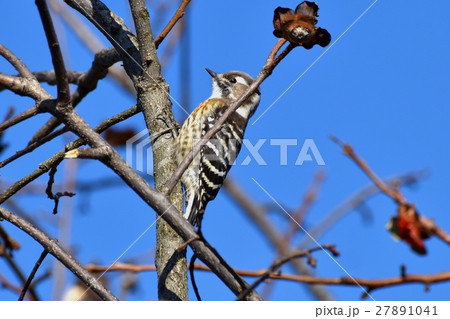 東京三鷹の野鳥 三鷹中原の柿木につかまるコゲラ 27891041