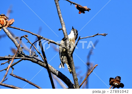 東京三鷹の野鳥 三鷹中原の木にとまり高い場所を目指すコゲラ 東京三鷹の野鳥 三鷹中原の木にとまり高い場所を目指すコゲラ 27891042