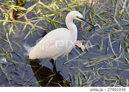 東京三鷹の野鳥 仙川浅瀬のコサギ 27891046