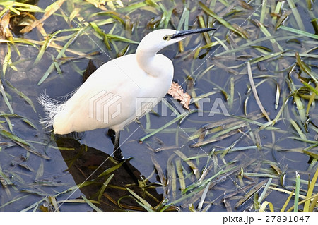 東京三鷹の野鳥 仙川浅瀬のコサギ 東京三鷹の野鳥 仙川浅瀬のコサギ 27891047