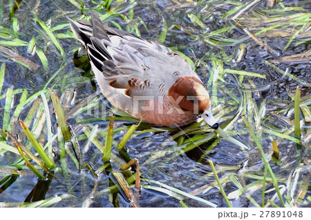 東京三鷹の野鳥 仙川浅瀬に浮かぶヒドリガモ 東京三鷹の野鳥 仙川浅瀬に浮かぶヒドリガモ 27891048