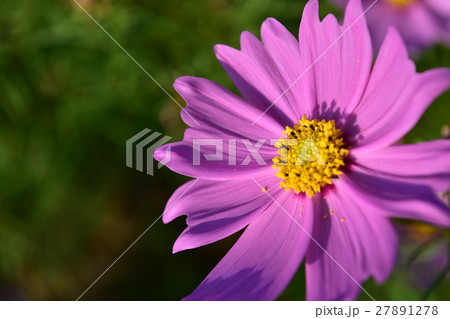 コスモス畑 27891278