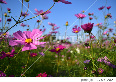 コスモス畑 27891282