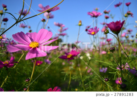 コスモス畑 27891283