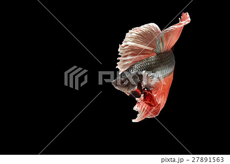 Siamese fighting fish background Siamese fighting fish background 27891563