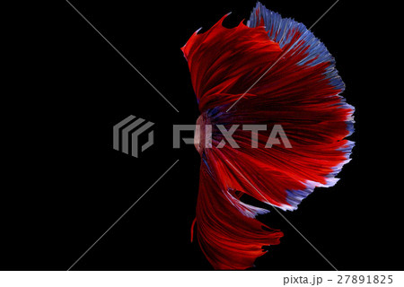 Siamese fighting fish background 27891825