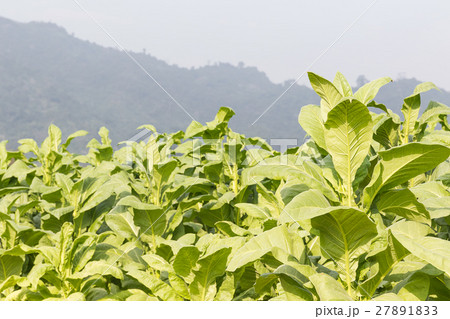 Field Nicotiana tabacum Field Nicotiana tabacum 27891833
