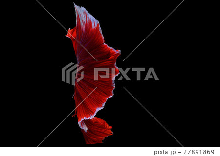Siamese fighting fish background Siamese fighting fish background 27891869
