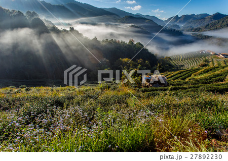 Tea plantation beautiful landscape 27892230
