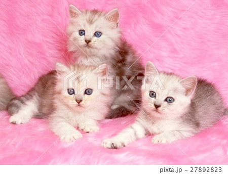 かわいい子猫 かわいい子猫 27892823