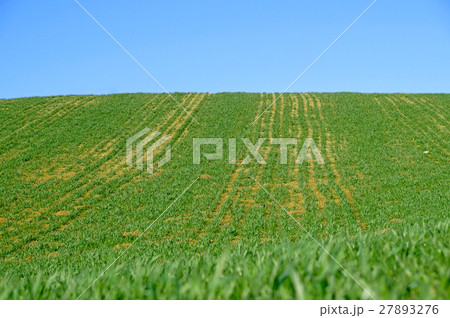 panoramic view of nice green hill on blue sky panoramic view of nice green hill on blue sky 27893276