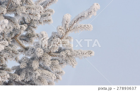 Frozen needles of pine tree 27893637
