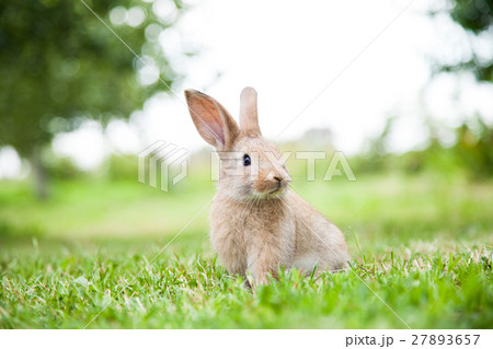 Bunny rabbit on the grass 27893657