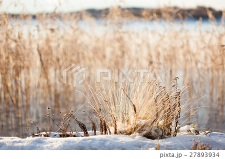 Small plants at lakeside warm winter sunlight Small plants at lakeside warm winter sunlight 27893934