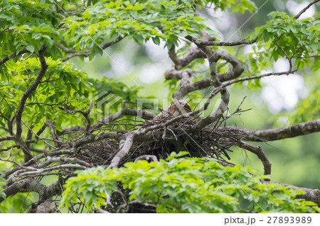 Young tiger heron in treetop nest 27893989