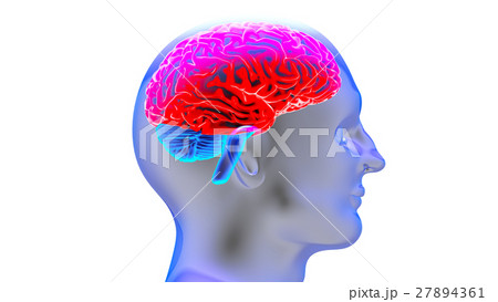 Human brain 3D render 27894361