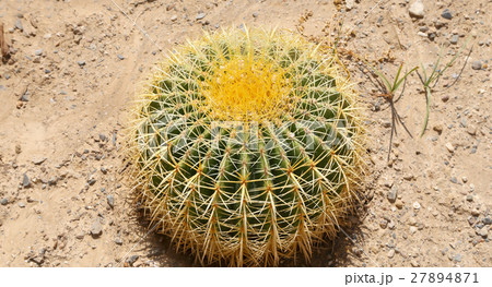 Barrel Cactus closeup. Barrel Cactus closeup. 27894871
