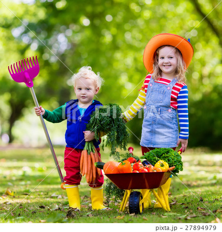 Kids picking vegetables on organic farmの写真素材 [27894979] - PIXTA