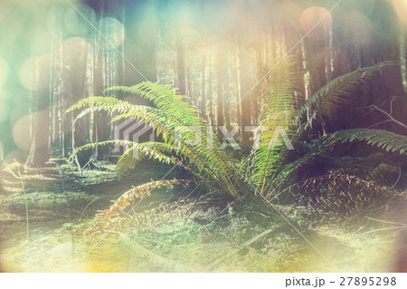 Fern Fern 27895298